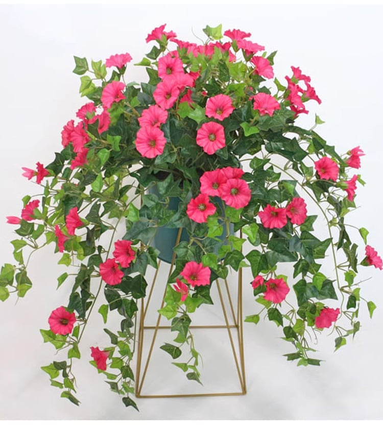 Uv Simulation Artificial Morning Glory