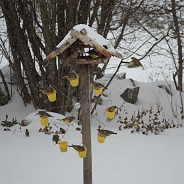 Owronline - Ferris Wheel Bird Feeder