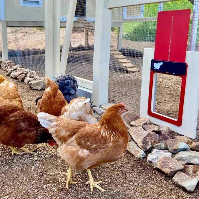 🎉This week's specials - Automatic Chicken Coop Door - naotstore